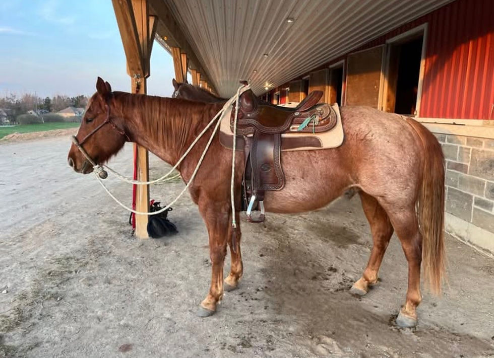 From Search to Saddle - Bringing Home Maverick