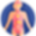 endocrine.png