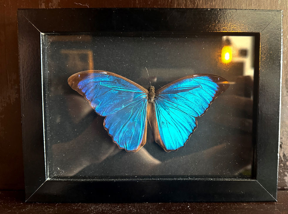 owego_home_framed_blue_morpho_butterfly_joshua_marland_home_decor_black_entomology_art