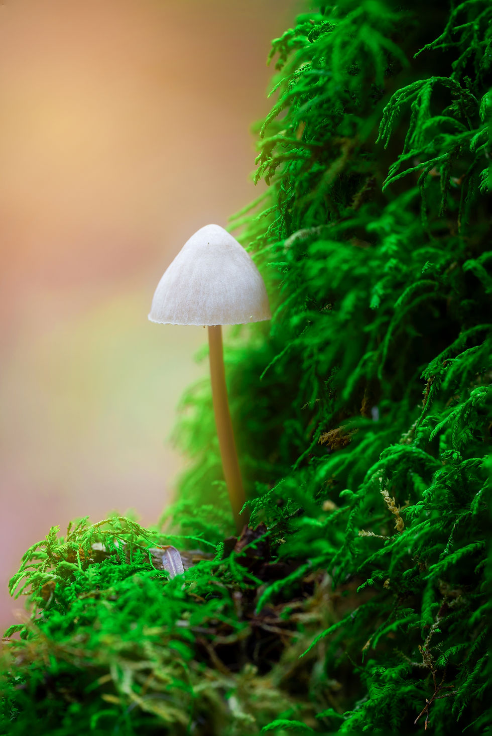 owego_home_photograph_photography_alexander_ciarravino_mushroom_vivid_color_green_canvas