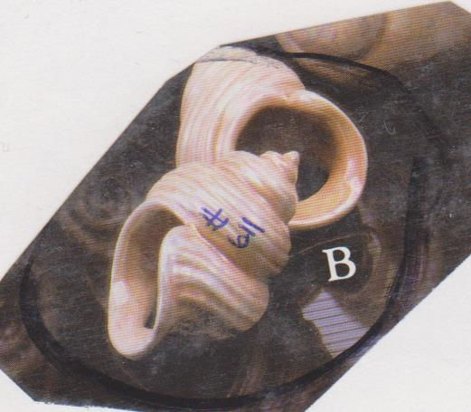 SHELL NAPKIN RINGS, GARE L863, HM 611