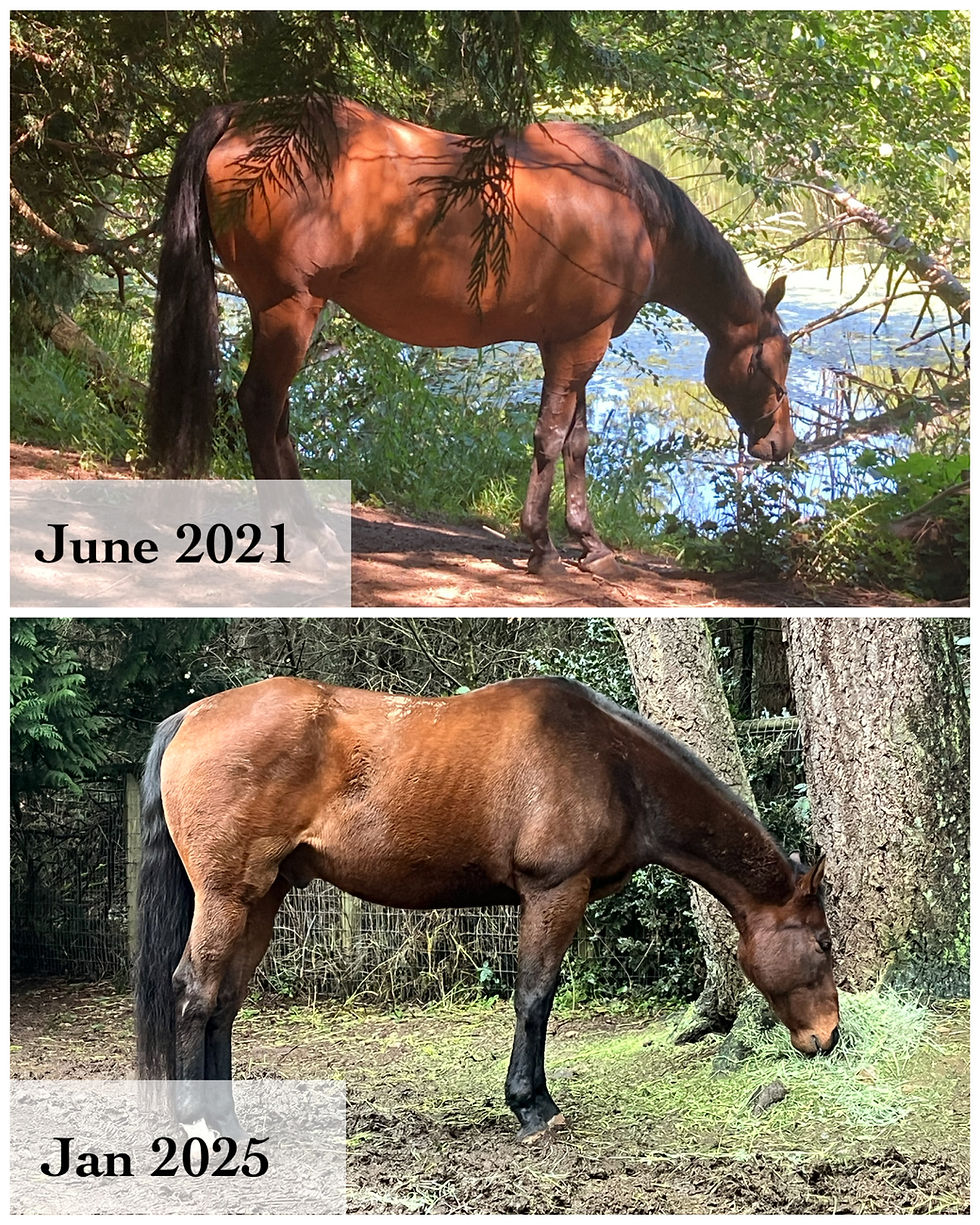 Weight Loss and Rehabilitation in Horses: Why the Long Game Matters