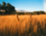 Golden grass fields with wooden fence posts under a clear blue sky, distant mountains, and trees create a serene landscape. Shot on the new Phoenix Film with a Mamiya 7 film camera 