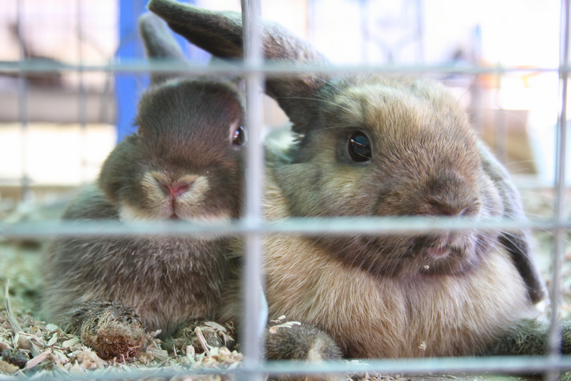 Chief Sarcoxie Days City of Sarcoxie, MO