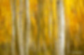 Aiello-Aspens-V2-web.jpg