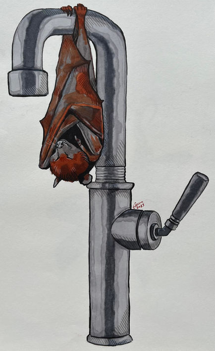 Bat Nap