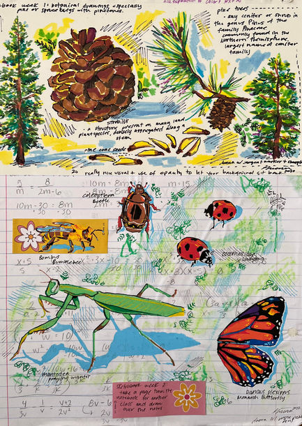 Tree & Bug Study