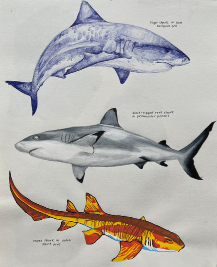 Shark Media Exploration