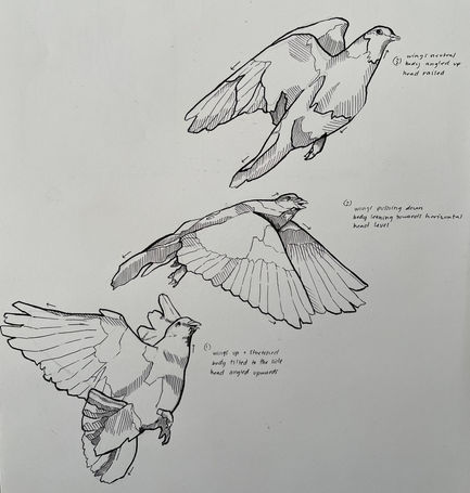 Bird in Motion