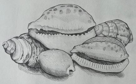 Shells