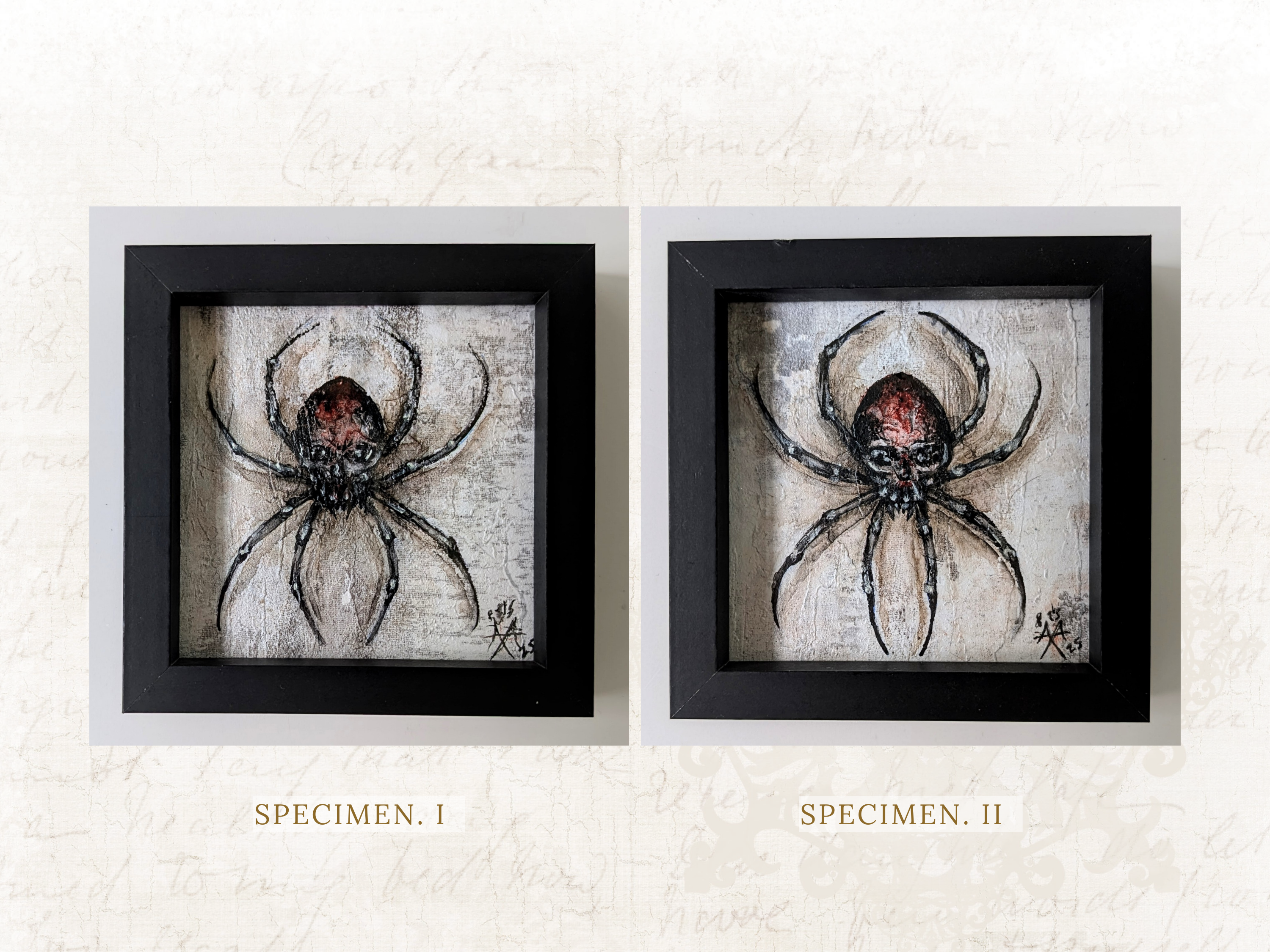 'SKULL WIDOW', Specimen I/II