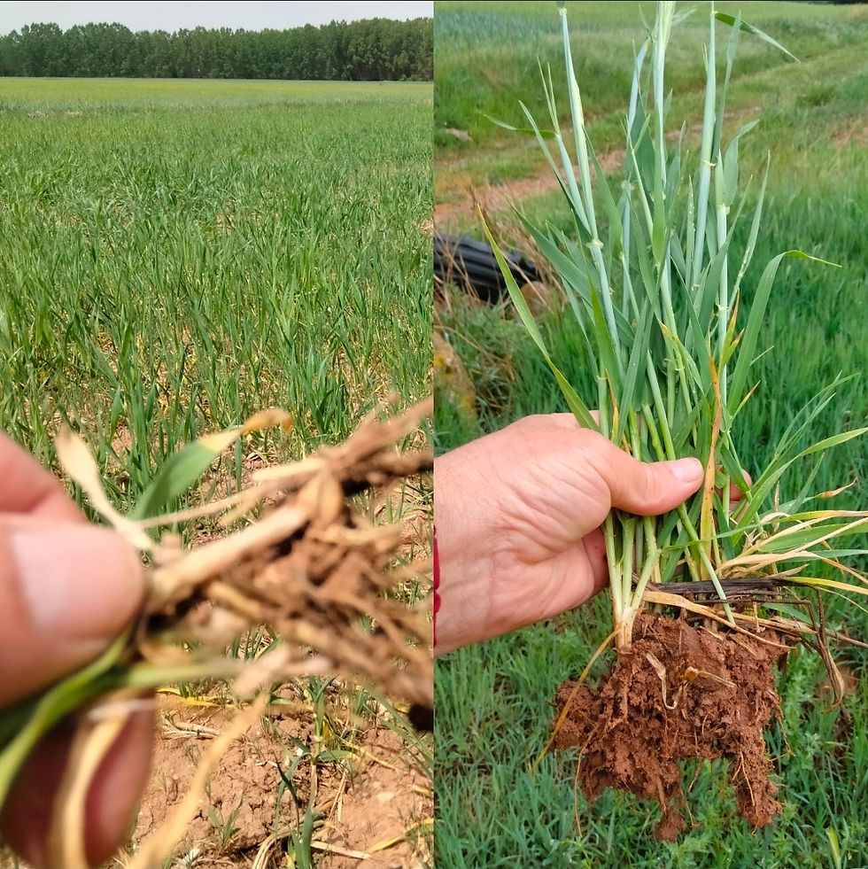 Foto comparativa del cereal. A la izquierda, el miércoles pasado, y a la derecha, esta tarde tras el chaparrón. Fotos Luis Ángel.