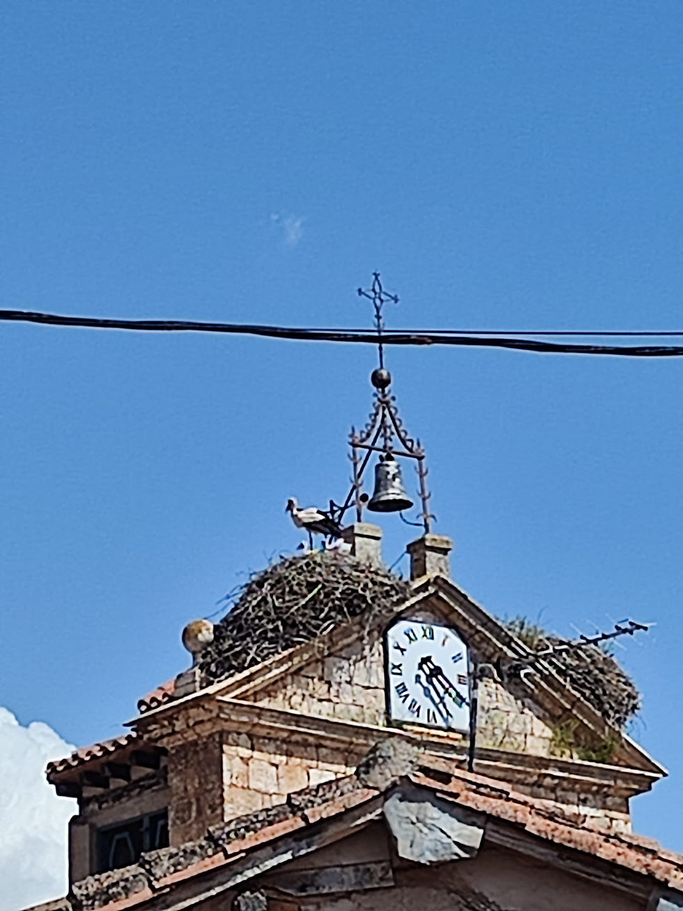 Las cigüeñas del nido norte, después de 4 años sin sacar adelante prole, han traído al mundo dos cigoñinos. Foto Manuel Mata