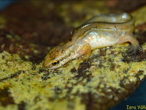 La nueva especie anfibia encontrada en Quintanilla