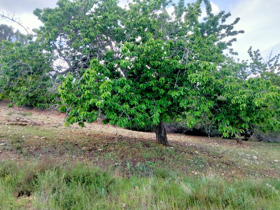 Cerezo , fuerte, frondoso, criado en la tierra más fértil del valle, pero como digo en el refrán:" Cerezos con terreno en bajo,ni para el grajo". Cómo apreciamos en la foto, está sin producción. Foto Luis Ángel