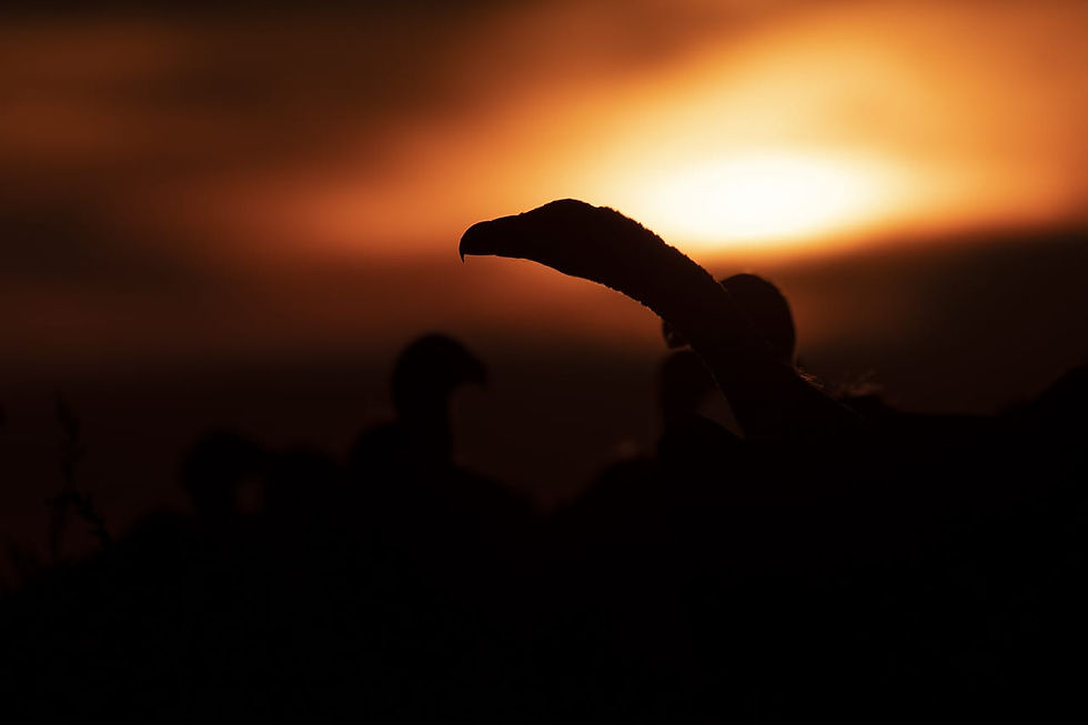 "Buitre leonado", de Jesús Mata, finalista del FOTOFIO 2026.
