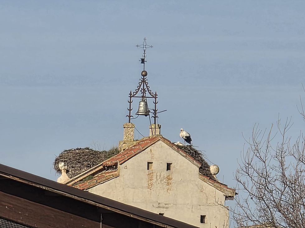 Cigüeñas del campanario de la iglesia, 1-3-26. Foto Darío Yáñez