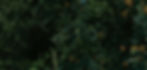 Venus_Citrus(AU)-Tree planting POSM_website_website_ele-BG3.jpg