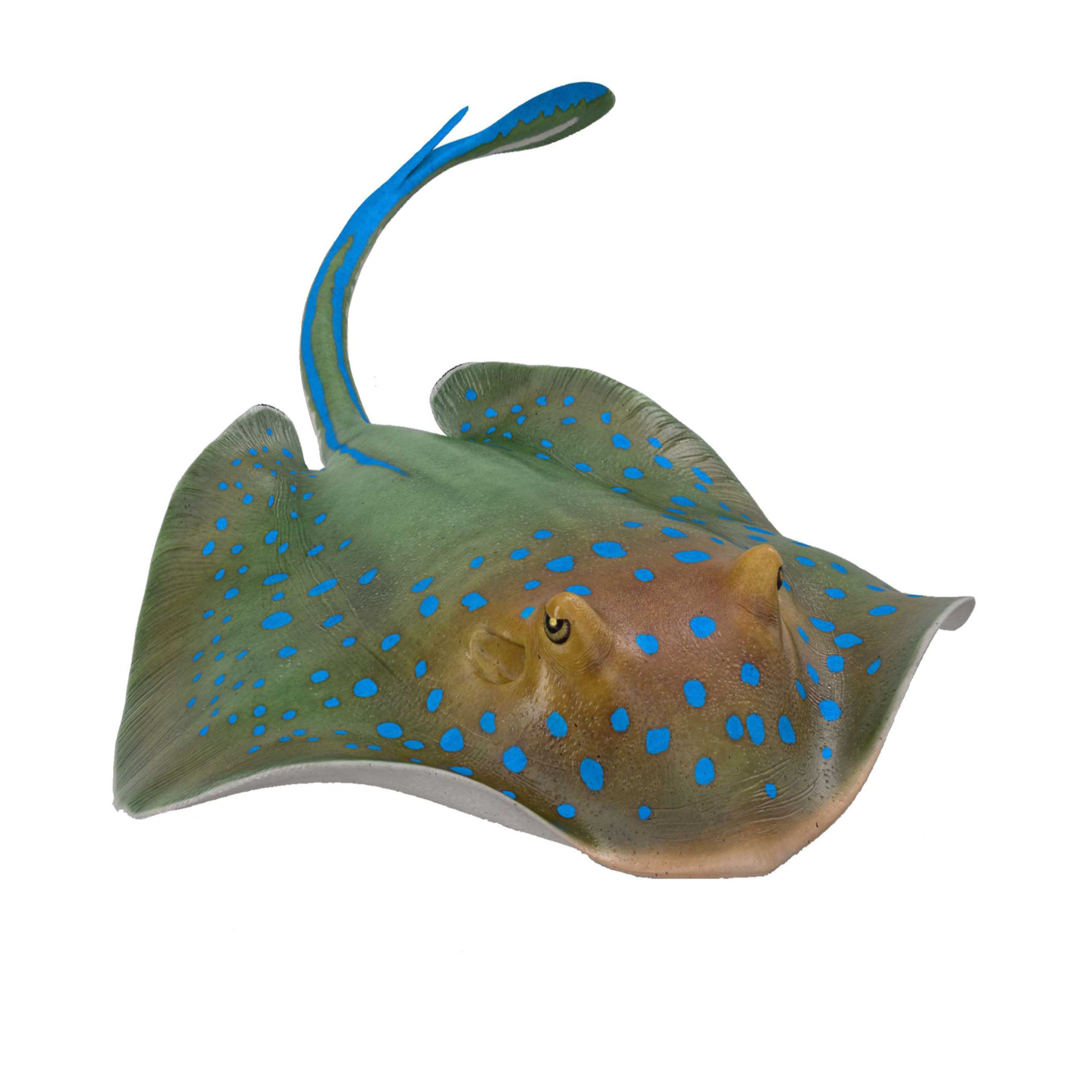 Stingray