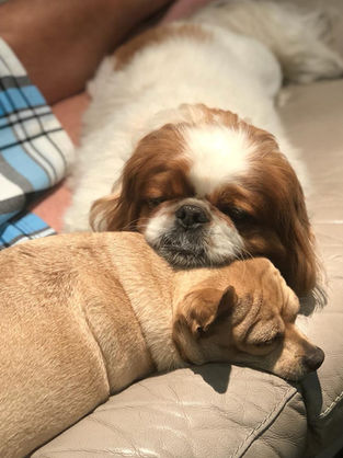 From Puppies to Parenthood: A Tale of Tough Choices