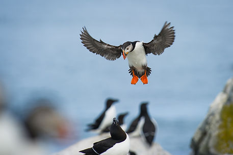 Puffins