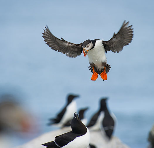Puffins