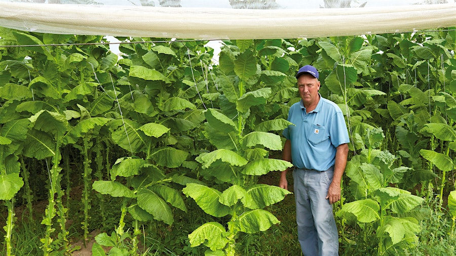 Stewart Arnold grows Connecticut Shade tobacco in Connecticut