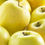 Miniature : Pommier 'Golden pots 10l
