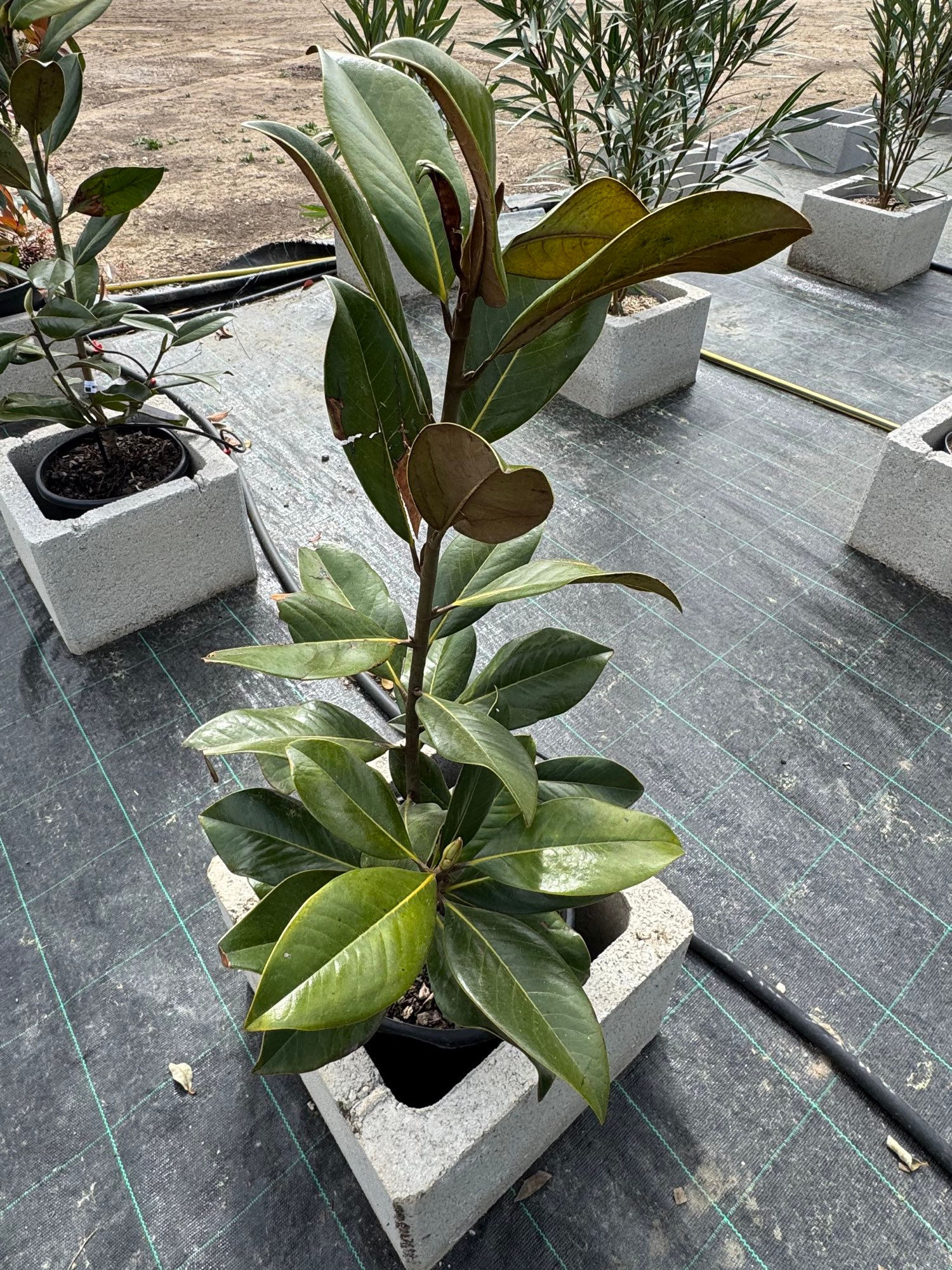 Magnolia pot 10l