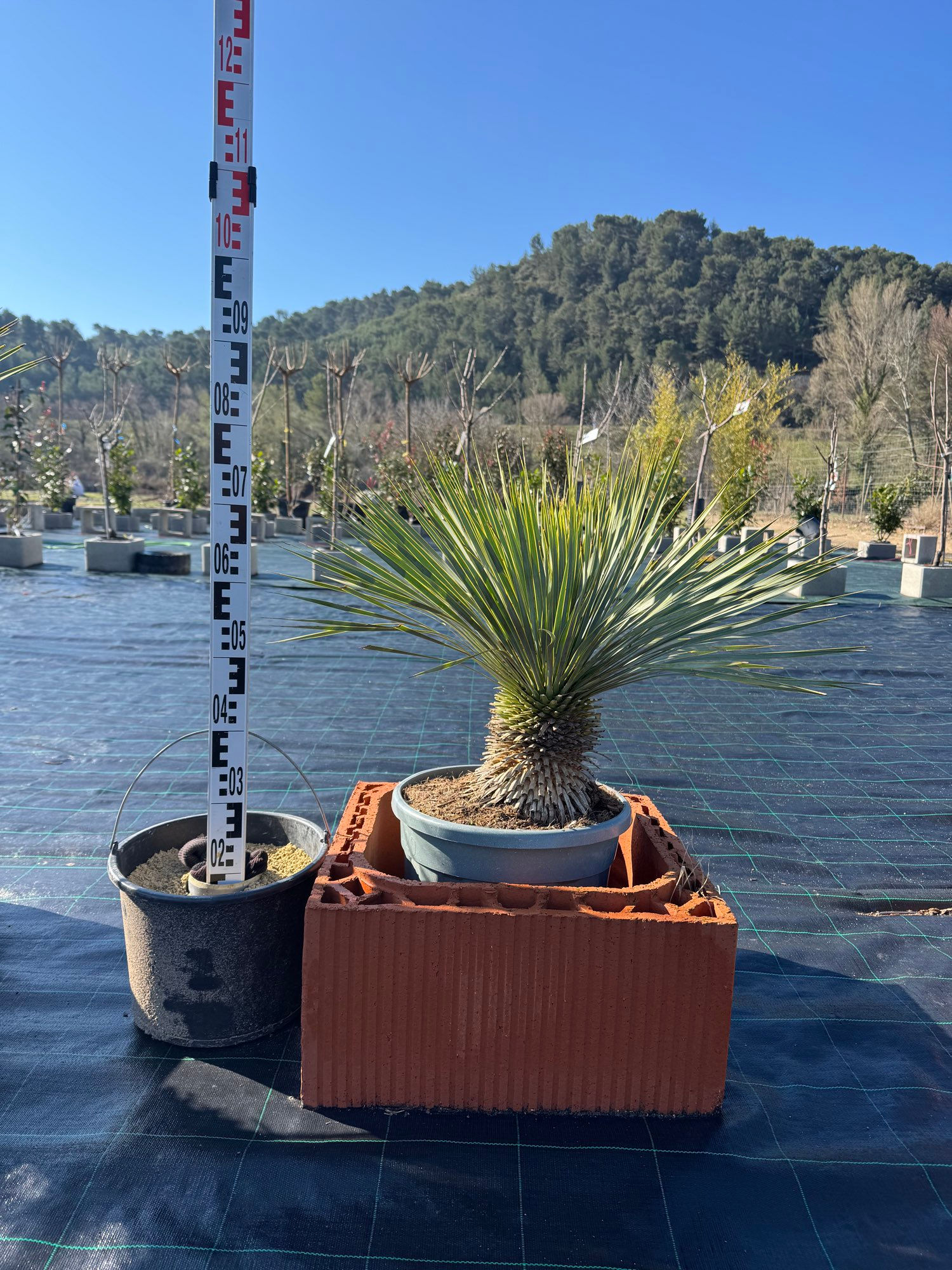 Yucca Rostrata pot 25L