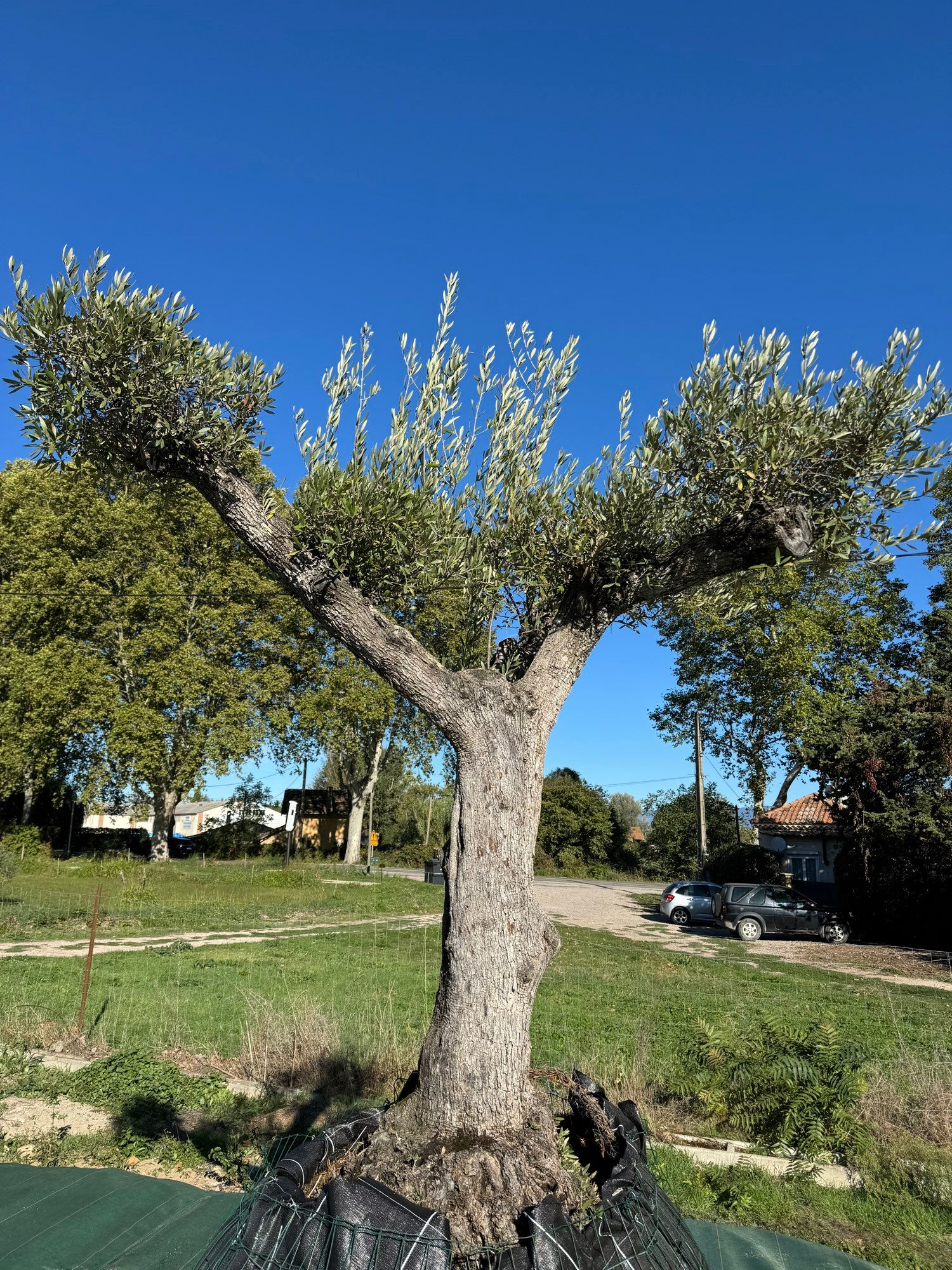Olivier h2,40 circonférence 94/130