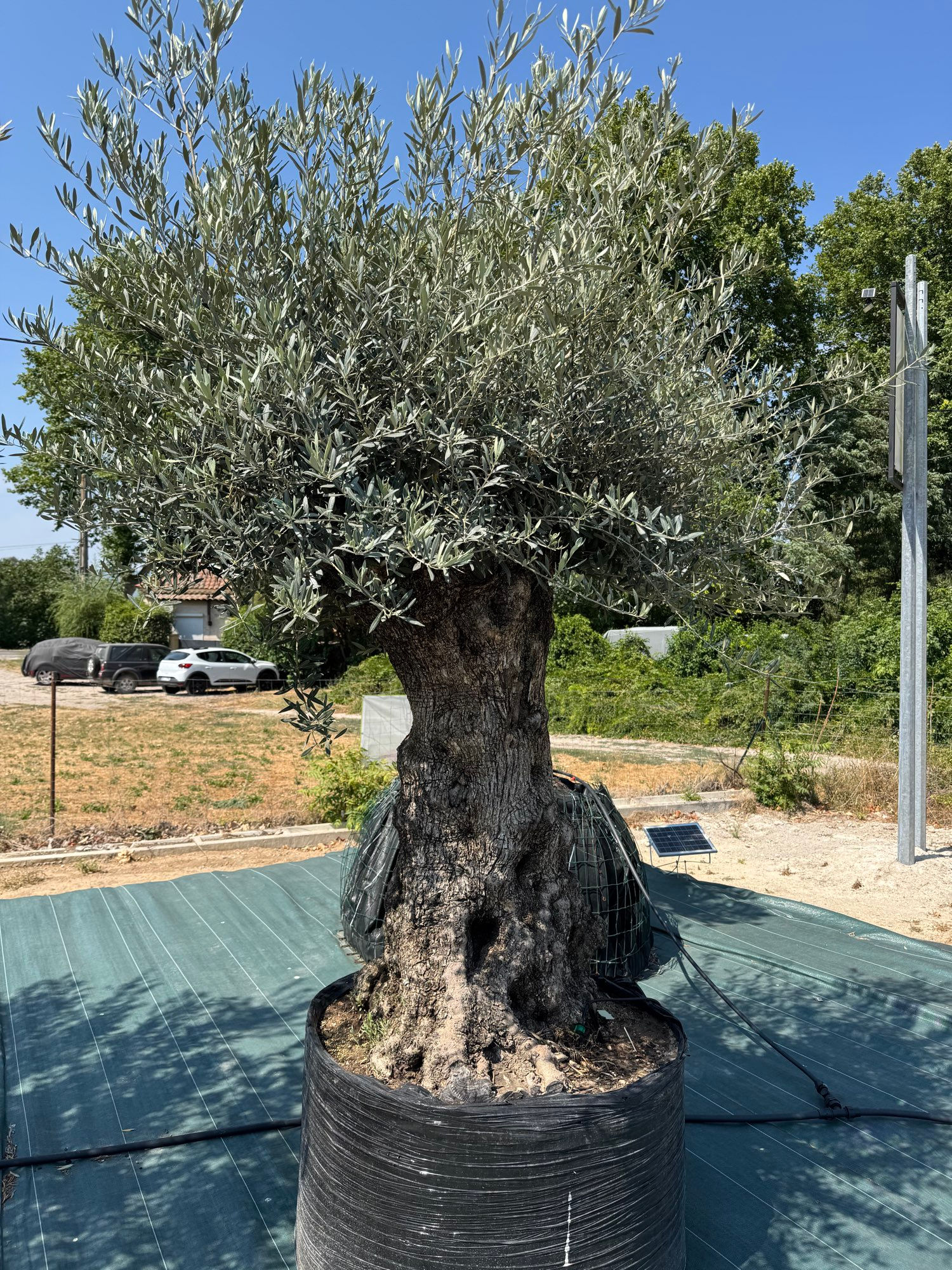 Olivier centenaire 130/130