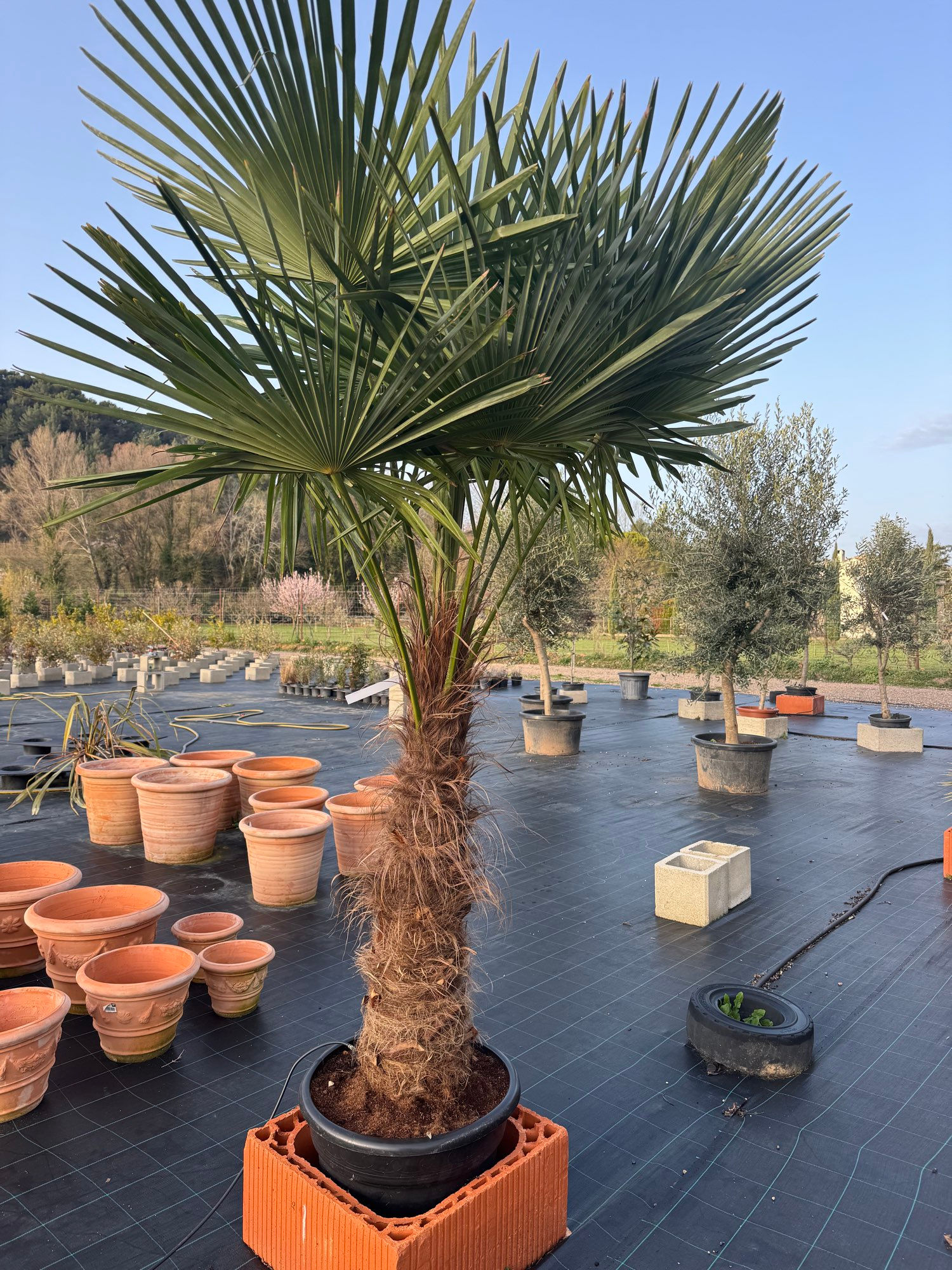 Trachycarpus fortunei (palmier chanvre 30L - pied 30/40 - total 100/125cm