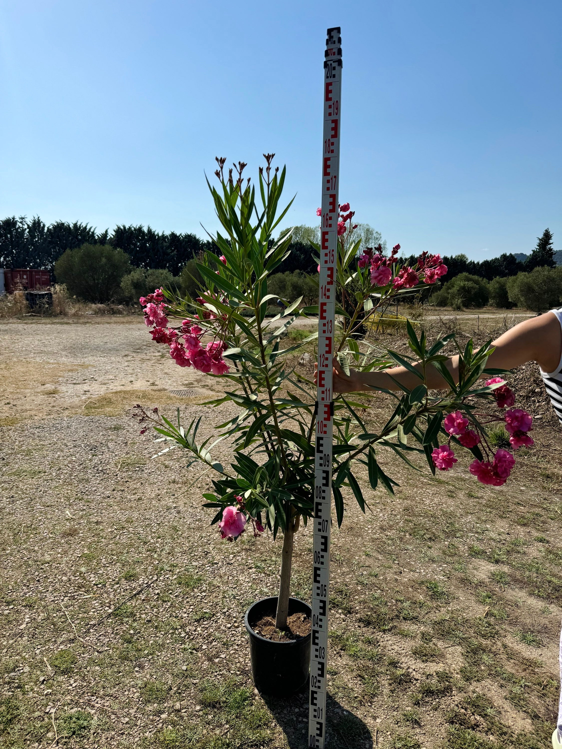 Laurier fleurs 1/4 de tiges 