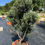 Miniature : Olivier taille boules pot 25l