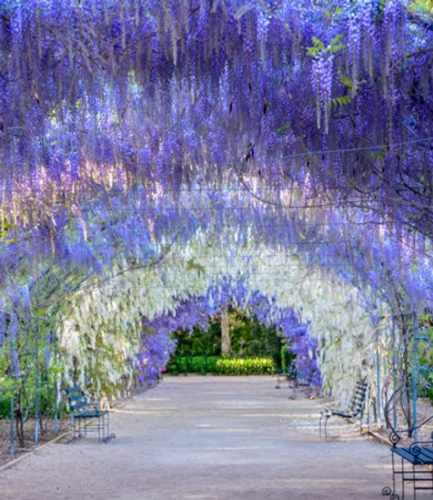 Adelaide 阿德萊德 Vecome 維康澳洲 旅遊 遊學留學 旅拍婚紗 Adelaide 阿德萊德 Vecome 維康澳洲 旅遊 遊學留學 旅拍婚紗
