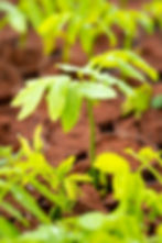 20 days old seedlings for ARR project.