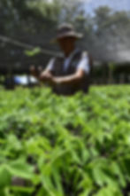 Productive trees seedlings.