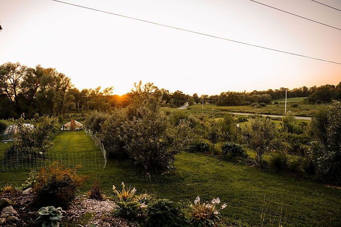 Our permaculture orchard and the ducks and chickens shelters, at golden hour