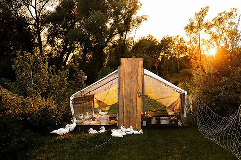 The ducks and their shelter out in the orchard