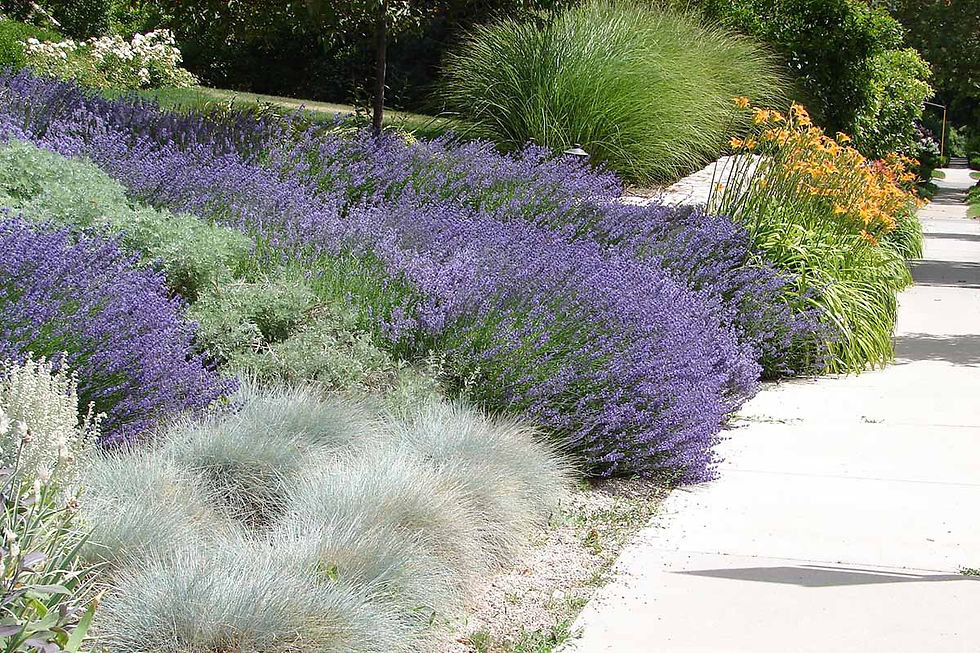 Kaldırım kenarında su akıllı bitkilendirme: Lavanta, ardıç ve mavi kenar salkımı (Festuca) gibi kurakçıl türler, düşük sulama gereksinimiyle uzun sezon renk ve doku etkisi sunar; kentsel ısı adası ve toz birikimini azaltmaya katkı verir.
