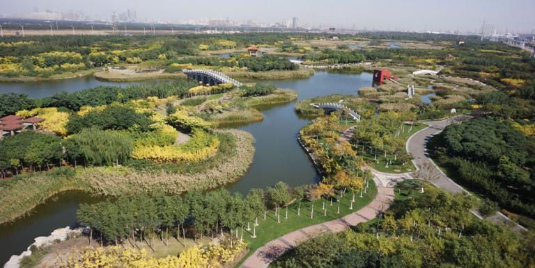 Bu fotoğraf, Kubuqi Çölü’ndeki ekolojik restorasyon deneyiminin kent ölçeğinde nasıl entegre edilebildiğini gösteren gelişmiş bir yeşil altyapı örneğini yansıtmaktadır. Su kanalları, sulak alanlar ve çok katmanlı bitki örtüsünden oluşan peyzaj, ekosistem hizmetlerini güçlendirerek kentsel mikro iklimi iyileştirir ve biyolojik çeşitliliğe yaşam alanı sağlar. Bu tür doğa-bazlı tasarım yaklaşımları, çöl restorasyonunda elde edilen teknik birikimin sürdürülebilir şehircilik uygulamalarına aktarılabileceğini somut biçimde ortaya koymaktadır.