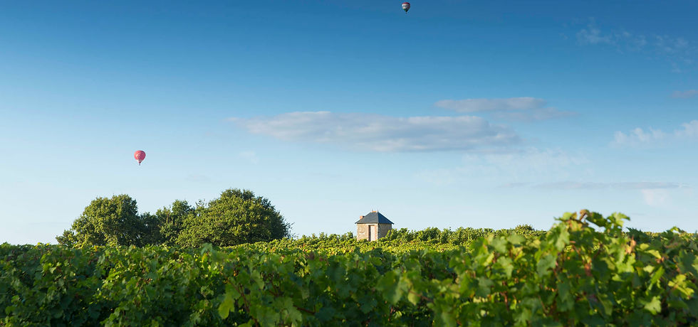 Montgolfières au dessus des vignes du val de loire, Domaine du Gerfaut avec ciel bleu, Chenin. Anjou blanc