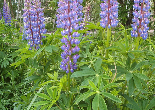 Lupinus x hybrida