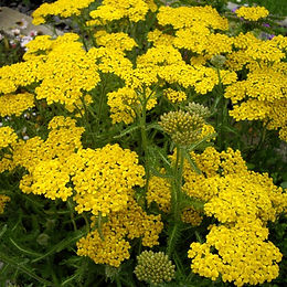 Achillea millefolium