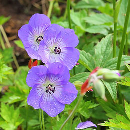 Geranium ‘Rozanne’