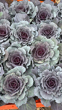 Brassica oleracea