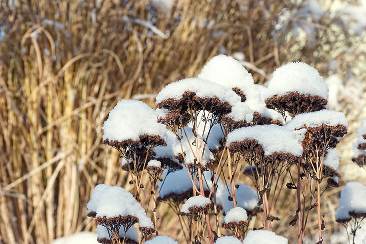 Ornamental grass and upright sedum in winter