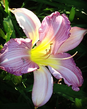 Hemerocallis spp.