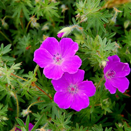 Geranium sanguineum